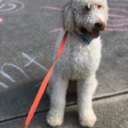 Goldendoodle All Grown Up from Spring Prairie Doodles