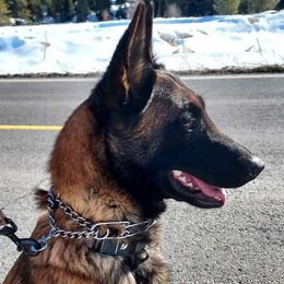 Banshee - Belgian Malinois