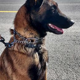 Banshee - Belgian Malinois