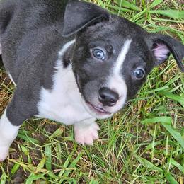 Jersey Devil (JD) - Black and white male Rat Terrier puppy in Lynn, Alabama from Cryptic Rat Terriers