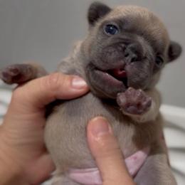 Neru - Blue fawn male French Bulldog puppy in Miami, Florida from Oceanside French Bulldogs