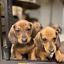 Dachshund All Grown Up from Hotdawgz standard AKC dachshunds