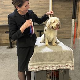 Clumber Spaniel Puppies from Creswick Clumber Spaniels