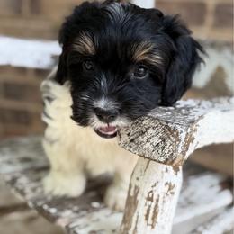 Maverick - Black and white male Havanese puppy in Semmes, Alabama from Hayden's Havanese