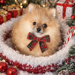 Otto - Orange male Pomeranian puppy in Newport Beach, California from Exotic City Pomeranians and chihuahuas