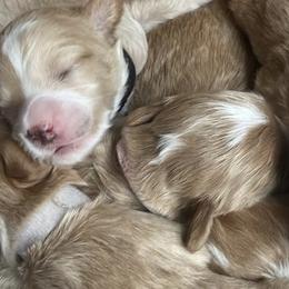 Goldendoodles from minigoldendoodlesofRI