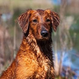 Golden Retrievers from Goldmine Retrievers ( 6 male pups available 7-9-23)