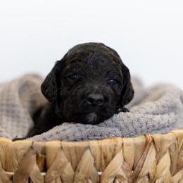 Light Blue Collar - Black male Goldendoodle puppy in Sappington, Missouri from Doodle Me This Goldendoodles