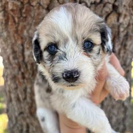Blue merle girl - Blue merle female Aussiedoodle puppy in Spring Hill, Florida from Pawprint Dreams Boarding and Kennel