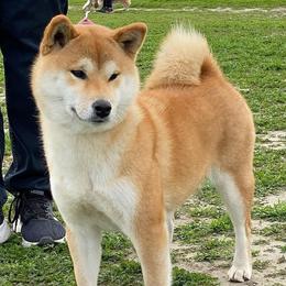 Cupcake - Shiba Inu