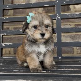 Reese's  1200 Valentine's  Special - Grizzle female Sheepadoodle puppy in Cartersville, Georgia from Simply Blessed Doodles