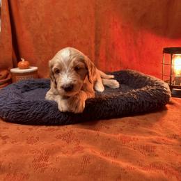 Goldendoodle Puppies from Unike Puppies