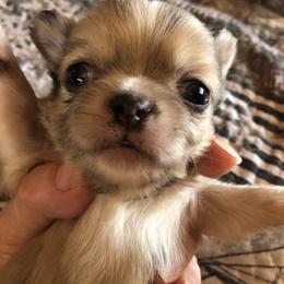 Boris Karloff(now Boris) - Merle male Chihuahua puppy in Amelia, Virginia from Pannell’s Precious Pups