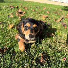Charlie AKC - Black and tan male Dachshund puppy in Marseilles, Illinois from Zacha’s Doxie House