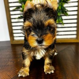 Boy 4 - Black and tan male Yorkshire Terrier puppy in Cornelia, Georgia from Kruz Kennels