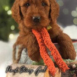Bernedoodle, Goldendoodle, Golden Retriever, and Poodle Puppies from Red String Farmstead