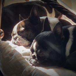 Boston Terriers from Angel's Boston Terriers
