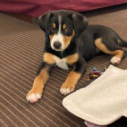 Entlebucher Mountain Dog Puppies from Middle Fork Entlebuchers