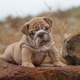 Bulldog Puppies from Badger Canyon bulldogs