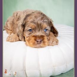 September - Merle male Cockapoo puppy in Connersville, Indiana from Deaz Doodle Ranch