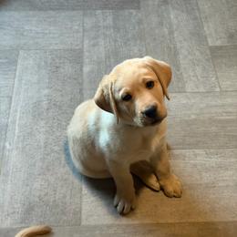Macadamia - Yellow male Labrador Retriever puppy in Wittmann, Arizona from AM Labradors