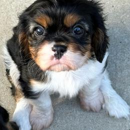 Tri Female - Tri-color female Cavalier King Charles Spaniel puppy in Kalama, Washington from Beautiful Cavaliers
