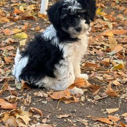 Pepper - Black and white female Bernedoodle puppy in Longmont, Colorado from Colorado Miniature Bernedoodle Puppies
