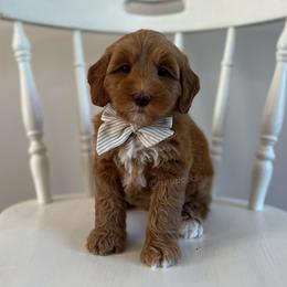 Dune - Caramel male Australian Labradoodle puppy in Belding, Michigan from Rutu Australian Labradoodles