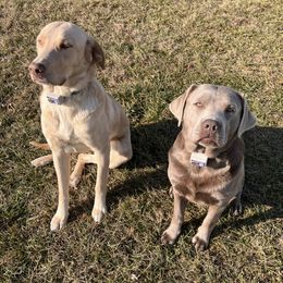 Dilute Retrievers and Labrador Retrievers from Lynn Valley Labradors