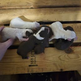 Girl 6 - Chocolate and white female Chihuahua puppy in Trout, Louisiana from Magnolia Farm's LLC