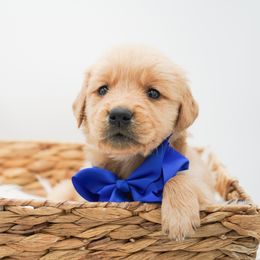 Almond - Dark golden male Golden Retriever puppy in Elmwood Park, Illinois from HuskiesAndGoldensWithFinesse