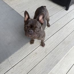 Princess Diana - Brindle and white female French Bulldog puppy in Denver, Colorado from Denver Rottweilers