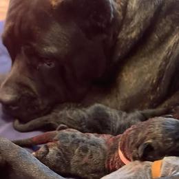 Cane Corso Puppies from Nuovo Inizi Kennels