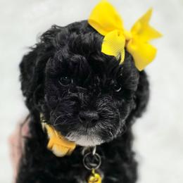 Sally - Black and white female Bernedoodle puppy in Vernon, Texas from Sugarland's Texas Goldendoodles