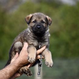 Black - Sable male German Shepherd puppy in Cherryville, North Carolina from Masky Kennel
