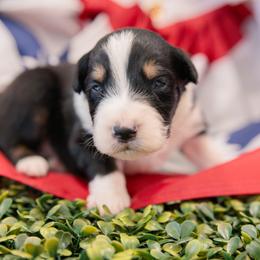 Boy 5 - male Australian Shepherd puppy in Markleville, Indiana from Take Five Aussies