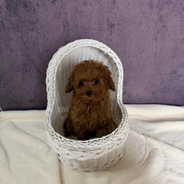 Sunny(AKC) - Red  male Poodle puppy in Moreno Valley, California from Yanni's Poodle