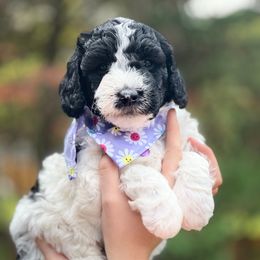 Bonbon - Cream female Whoodle puppy in Knoxville, Tennessee from Fleury Farm Doodles TN