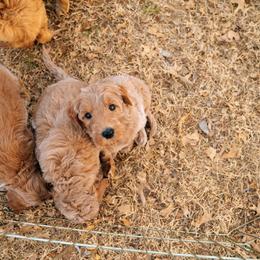 Goldendoodle Puppies from Bows & Ties Doodles