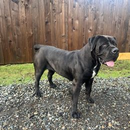 Boerboel All Grown Up from Cascade Boerboels