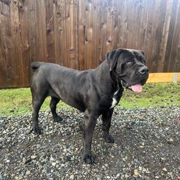 Boerboel All Grown Up from Cascade Boerboels
