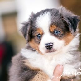 Toy Australian Shepherd Puppies from No Limit Ranch Miniature and Toy Australian Shepherds