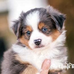 Toy Australian Shepherd Puppies from No Limit Ranch Miniature and Toy Australian Shepherds