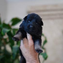 Brielle - Bi-color female German Shepherd puppy in Coarsegold, California from Yosemite Shepherds