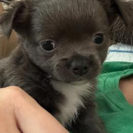 Gabby - Blue and white female Chihuahua puppy in Brooklyn, Connecticut from Ladybug Chihuahuas