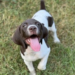 German Shorthaired Pointers from Davis Pointers