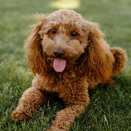 Goldendoodles from Hello Goldendoodle