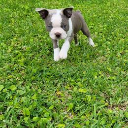 Lily - Seal and white female Boston Terrier puppy in Katy, Texas from Mei's Boston Terriers