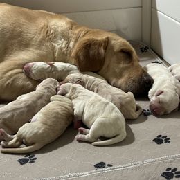 Labrador Retriever Puppies from Red Barn Family Labs