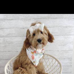 Aussiedoodle and Goldendoodle Puppies from Garside Doodles